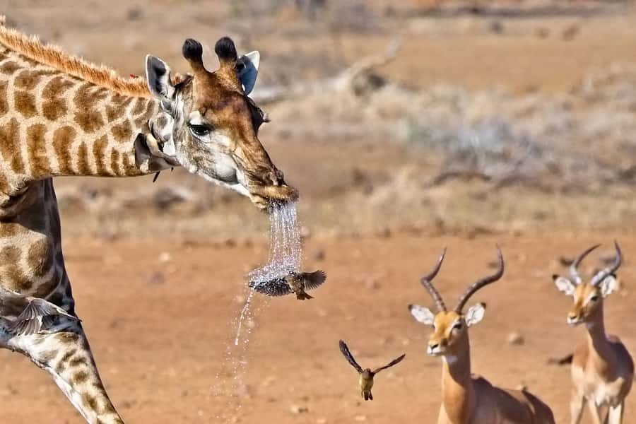 Full-Day Private Big 5 Safari in Kruger National Park - What the $399 price really covers