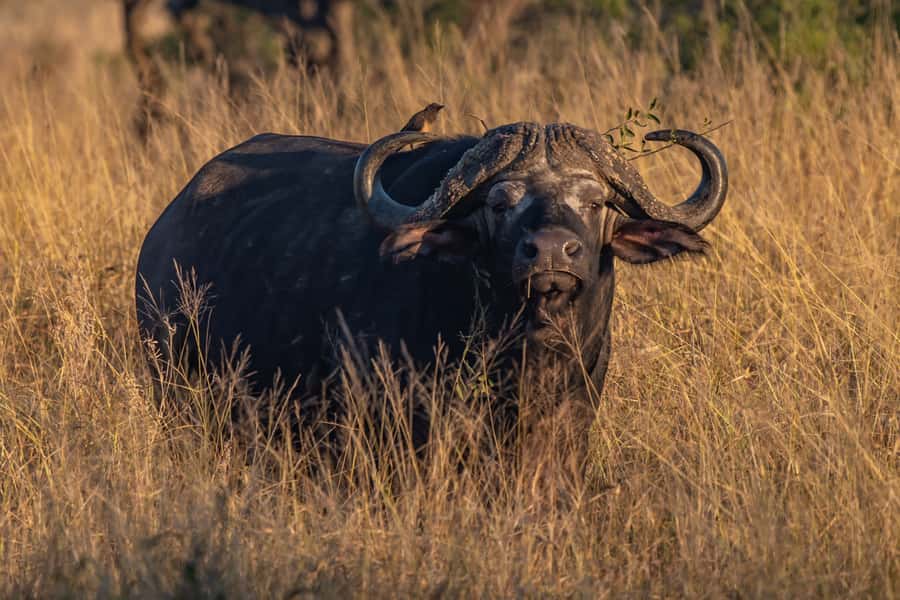 Full-Day Private Big 5 Safari in Kruger National Park - Guides, communication, and the human side