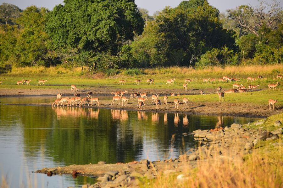 Full-Day Private Big 5 Safari in Kruger National Park - Who should book this safari
