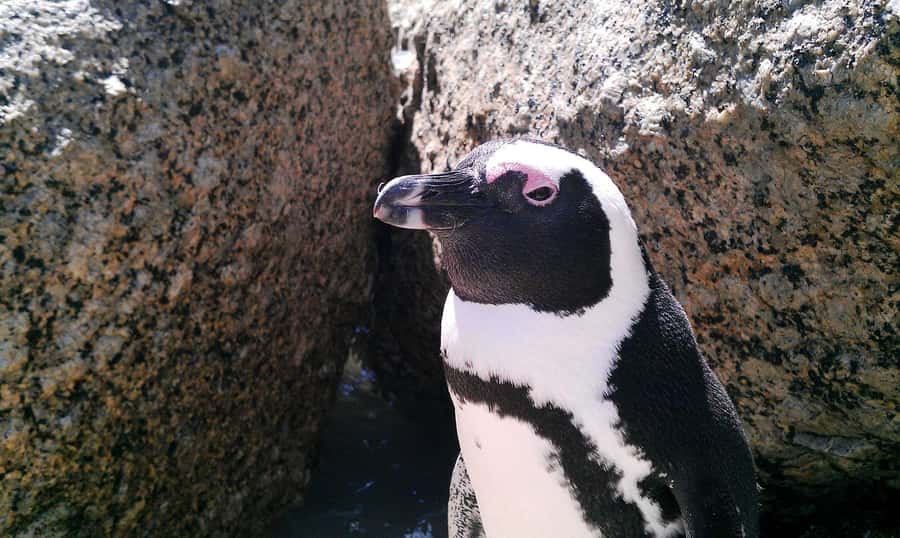 Full Day Private Cape Peninsula and Boulders Beach Tour - Who will get the most from this private tour