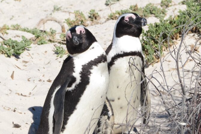 Full Day Private Cape Peninsula and Boulders Beach Tour - Kalk Bay brings a fishing-village stop