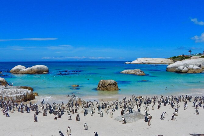 Full Day Private Cape Peninsula and Boulders Beach Tour - An optional Constantia wine tasting
