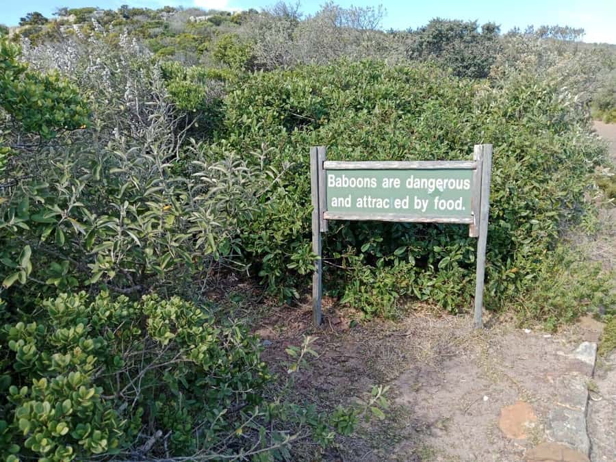 Full-Day Private Excursion: Cape of Good Hope and Penguins - Camps Bay and Hout Bay show two sides of the coast