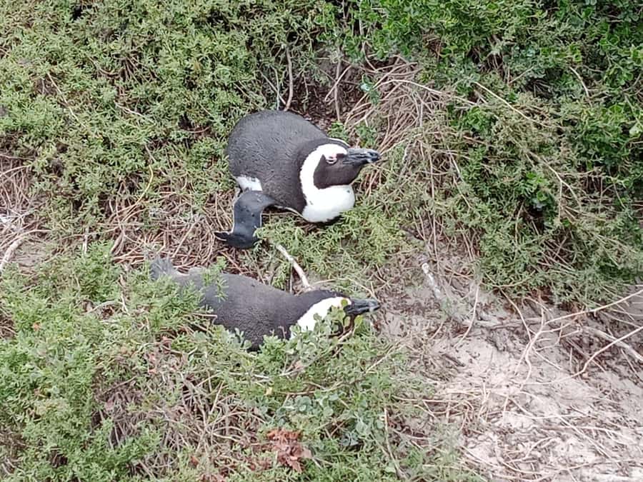 Full-Day Private Excursion: Cape of Good Hope and Penguins - Boulders Beach puts African penguins at close range