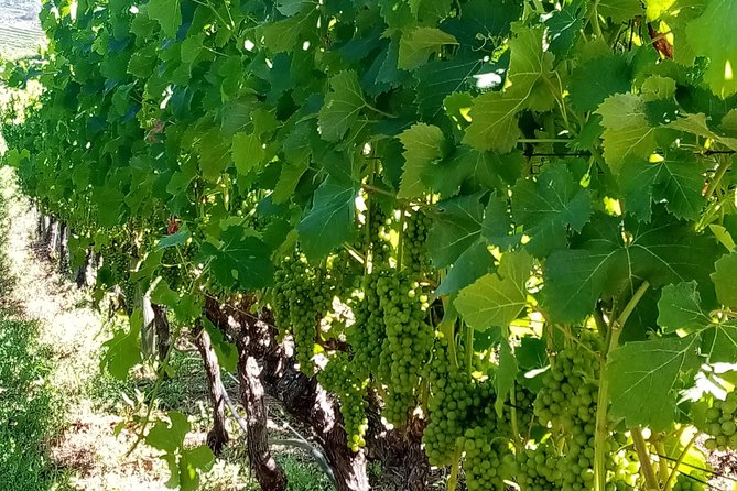 Full-Day Private Guided Wine Tasting Tour of Cape Wineries - Stellenbosch gives you an hour beyond the tasting rooms