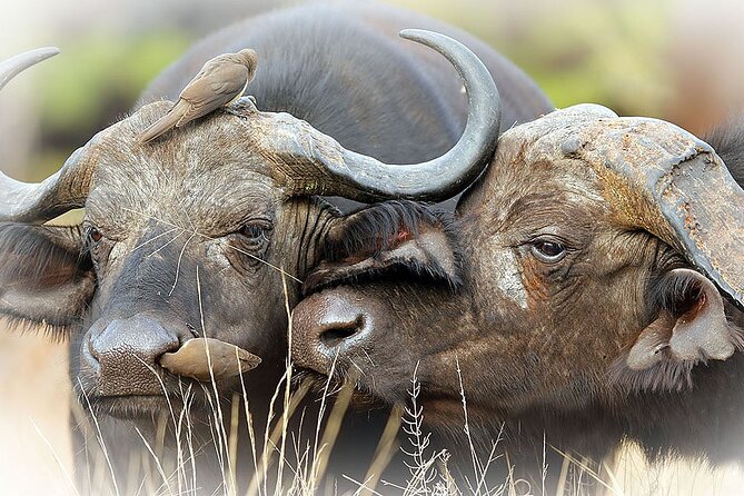 Full Day Private Kruger Park Safari - Morning game viewing and the Big Five