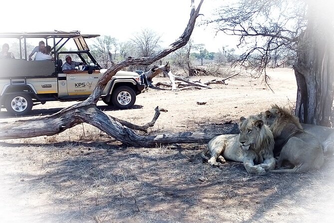 Full Day Private Kruger Park Safari - 6:00 PM return to the lodge