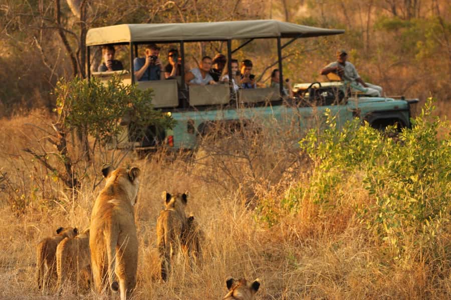 Full Day Private Kruger Safari from Hazyview - Why the 5 a.m. start matters