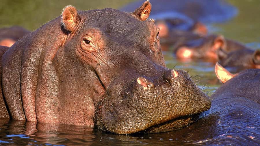 Full Day Private Kruger Safari from Hazyview - The first 2.5-hour game drive