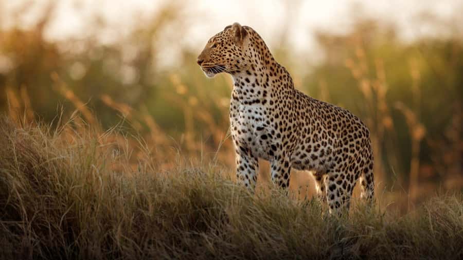 Full Day Private Kruger Safari from Hazyview - Breakfast and a useful rest-camp pause