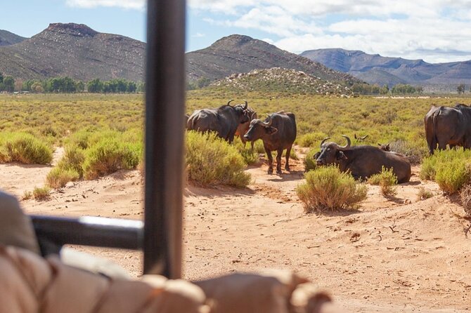 Full-Day Private Safari Tour to Aquila Game Reserve - Key points to know before booking