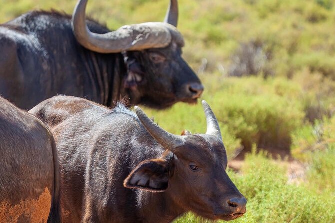 Full-Day Private Safari Tour to Aquila Game Reserve - Why this safari makes sense from Cape Town