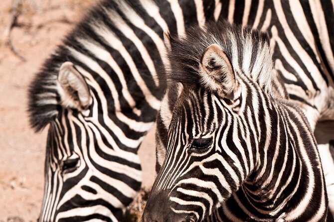 Full-Day Private Safari Tour to Aquila Game Reserve - A 2 to 3-hour shared game drive