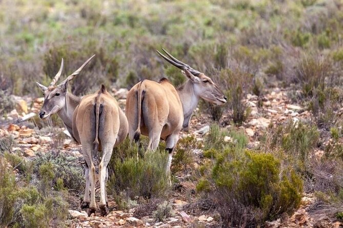 Full-Day Private Safari Tour to Aquila Game Reserve - What the reserve day feels like between meals and wildlife