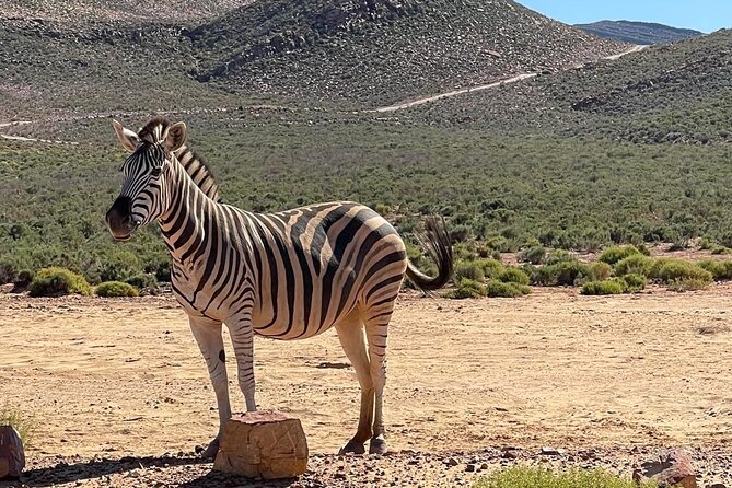 Full-Day Private Safari Tour to Aquila Game Reserve - The Fairview wine and cheese stop