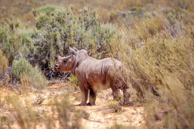 Full-Day Private Safari Tour to Aquila Game Reserve - What the $313.35 price includes