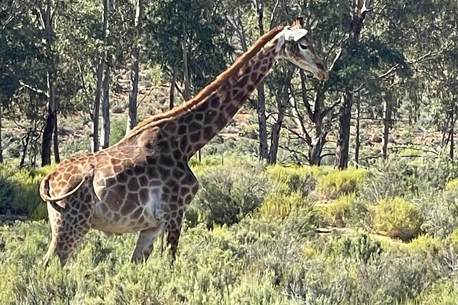 Full-Day Private Safari Tour to Aquila Game Reserve - The driver can shape the day