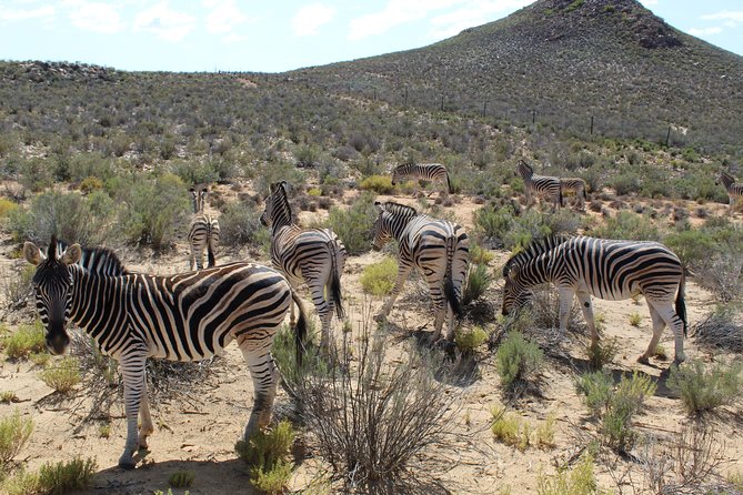 Full-Day Safari Aquila Game Reserve from Cape Town - Paarl adds rock, language, and old vineyards