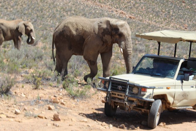 Full-Day Safari Aquila Game Reserve from Cape Town - Franschhoek shows the French influence