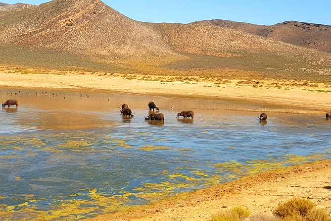 Full-Day Safari Aquila Game Reserve from Cape Town - Worcester and the Hex Valley