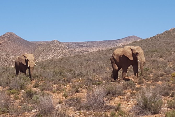 Full-Day Safari Aquila Game Reserve from Cape Town - The 6:30 a.m. start from central Cape Town