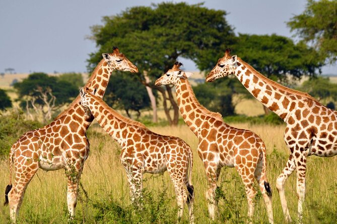 Full Day Safari From Durban to Hluhluwe-Imfolozi Game Reserve - Key points to know before booking