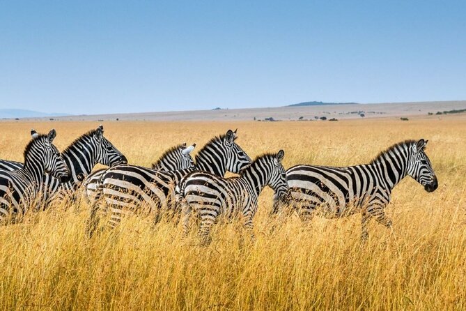 Full Day Safari From Durban to Hluhluwe-Imfolozi Game Reserve - Why the no off-road rule matters