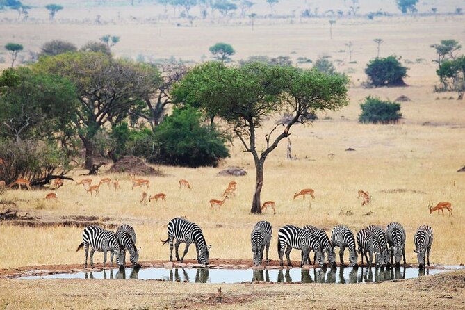 Full Day Safari From Durban to Hluhluwe-Imfolozi Game Reserve - Wildlife you may encounter during the drive