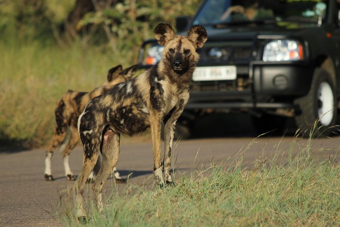 Full Day Safari in the Kruger National Park from Hazyview - Key points before you book