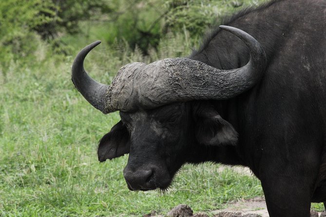 Full Day Safari in the Kruger National Park from Hazyview - Why this Kruger safari works from Hazyview