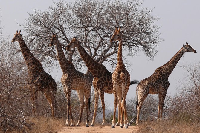 Full Day Safari in the Kruger National Park from Hazyview - Searching for the Big Five in Kruger