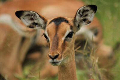 Full Day Safari in the Kruger National Park from Hazyview