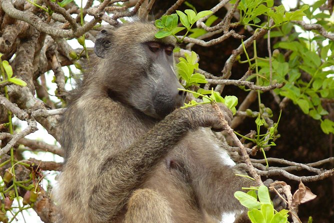 Full Day Safari in the Kruger National Park from Hazyview - The open-top vehicle and small group setting