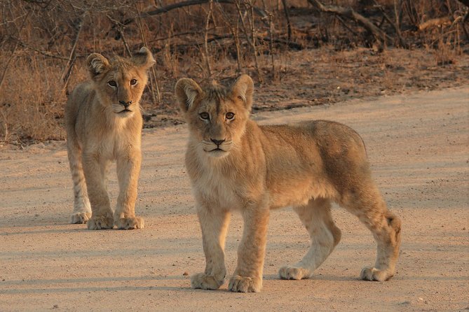 Full Day Safari in the Kruger National Park from Hazyview - Lunch, rest camps, and the afternoon search