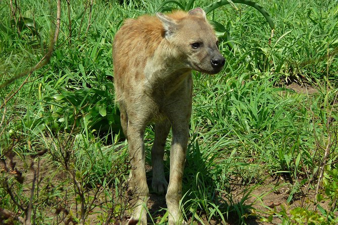 Full Day Safari in the Kruger National Park from Hazyview - What the guide adds to the day
