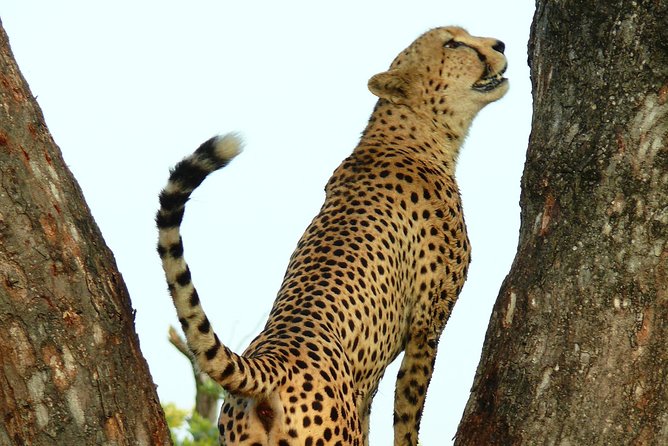 Full Day Safari in the Kruger National Park from Hazyview - Practical preparation for a long day