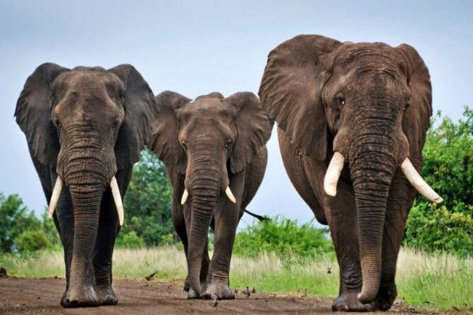 Full-Day Safari to Tala Game Reserve, Phezulu Safari Park and Natal from Durban - One day, three very different KwaZulu-Natal experiences