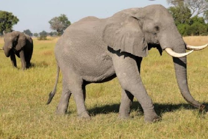 Full Day Safari Tour of Pilanesberg National Park, Open Jeep experience - The early Johannesburg pickup sets the pace