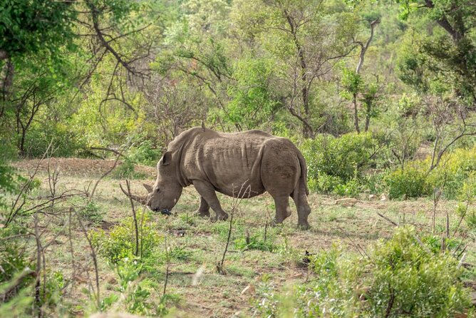 Full Day Safari Tour of Pilanesberg National Park, Open Jeep experience - Why the full-day format divides opinion