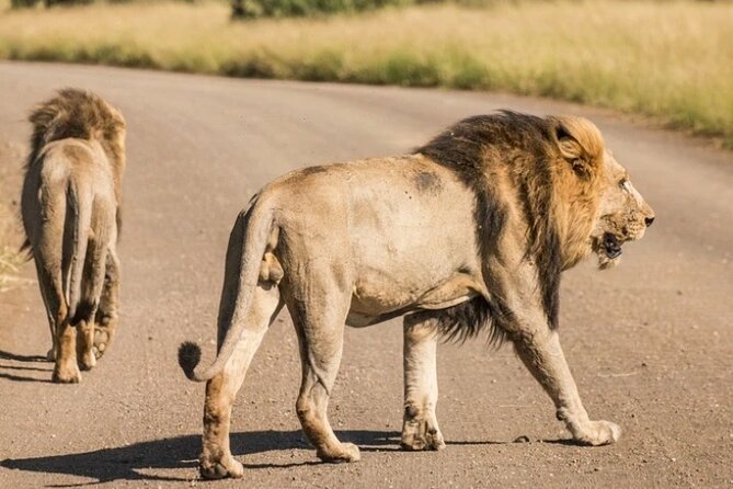 Full Day Safari Tour of Pilanesberg National Park, Open Jeep experience - Lunch, comfort, and what the price covers