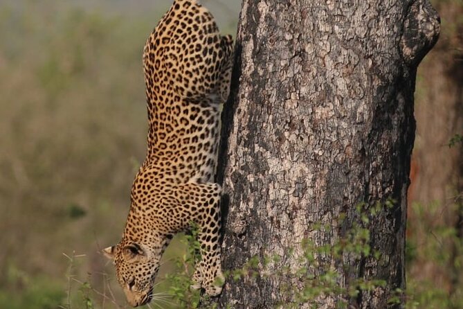 Full Day Safari Tour of Pilanesberg National Park, Open Jeep experience - The guides make or break the day