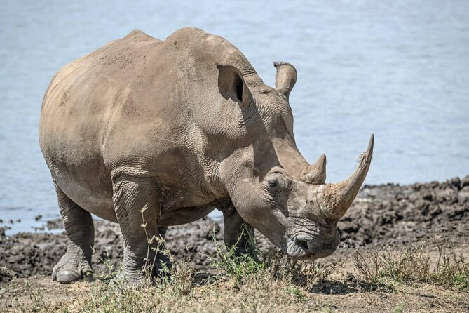 Full Day Safari Tour of Pilanesberg National Park, Open Jeep experience - What you might see during the game drive