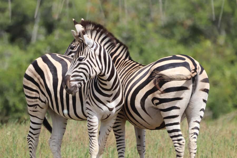 Full-Day Schotia Game Reserve & Giraffe Walk (Open 4x4) - Five things to know before you book