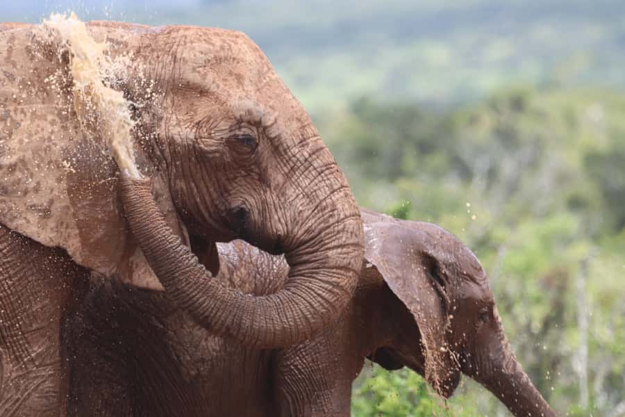 Full-Day Schotia Game Reserve & Giraffe Walk (Open 4x4) - Why Schotia makes a strong day trip from Port Elizabeth