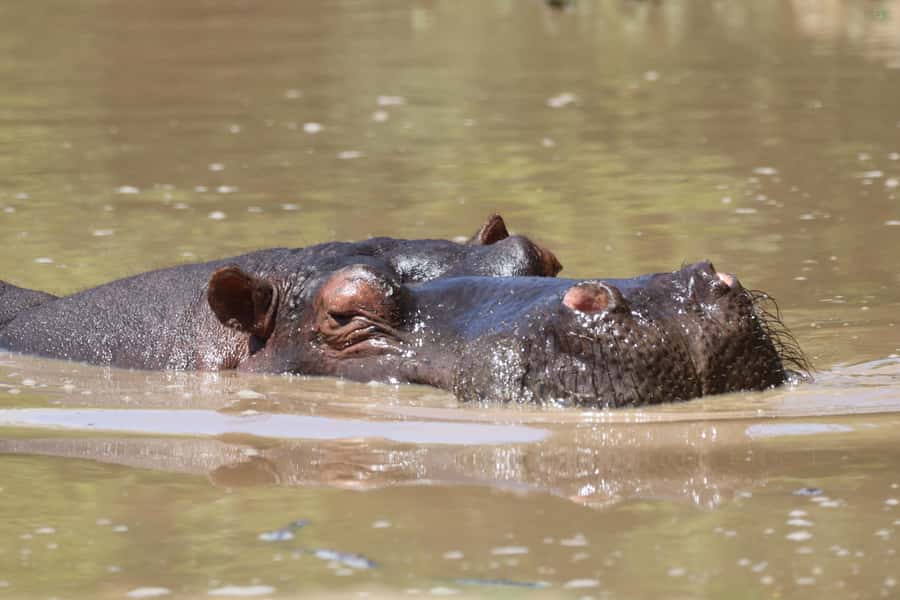 Full-Day Schotia Game Reserve & Giraffe Walk (Open 4x4) - What to pack and how to prepare
