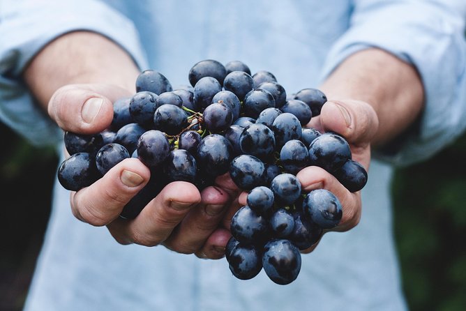 Full-Day Stellenbosch, Franschhoek and Paarl Wine Tasting Tour from Cape Town - Is $101.22 good value?