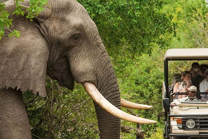 Full Day -Tala Game Reserve, Natal Lion Park, Phezulu From Durban - Phezulu’s three-hour mix of culture and reptiles