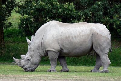 Full Day -Tala Game Reserve, Natal Lion Park, Phezulu From Durban
