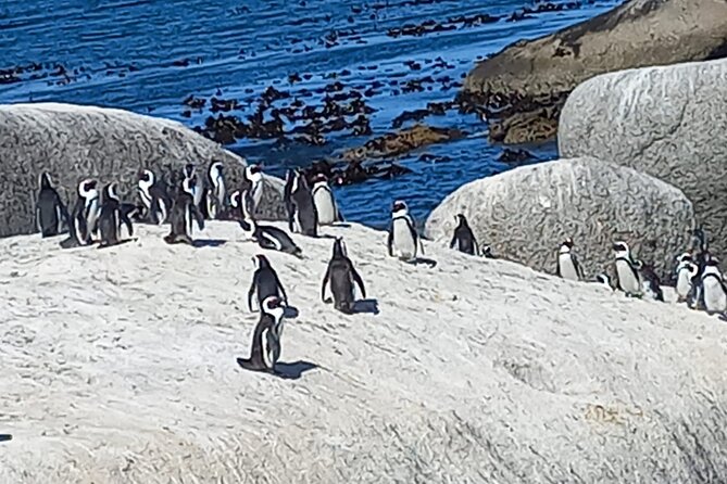 Full Day Tour for Cape of Good Hope & Boat to Seals Island - A full day from Cape Town’s center