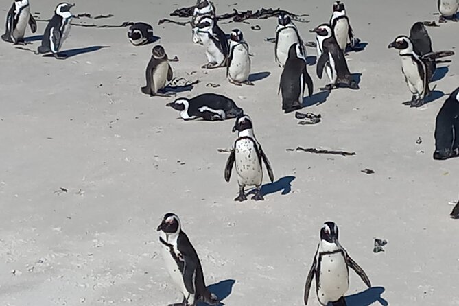 Full Day Tour for Cape of Good Hope & Boat to Seals Island - Chapman’s Peak Drive in 15 minutes